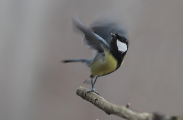 Tit pushes from a branch and goes flying, turning his head to the side ...
