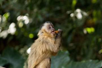 Nail monkey eating apple © Amanda Comarim