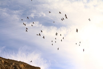 aves volando vistas desde abajo con el cielo azul y nubes
