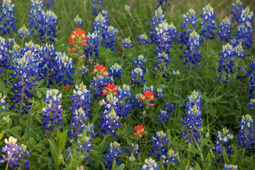 Fototapeta premium Bluebonnets and Indian Paintbrushes in a field