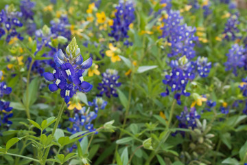 Yellow wildflowers and Bluebonnets in a field