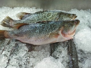 fresh fish on ice