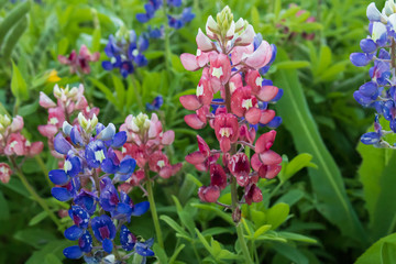 Blue and pink Bluebonnets 
