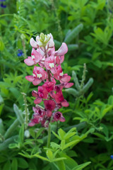 Blue and pink Bluebonnets 