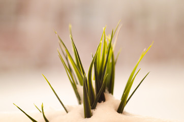 A juicy and beautiful green plant makes its way through winter snow. Close up. Artificial plants in the winter. Decoration of urban space.