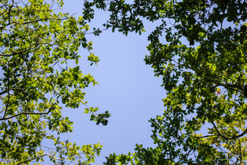 Blue sky through trees