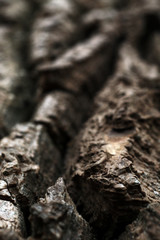 Fototapeta premium background of brown rough tree bark