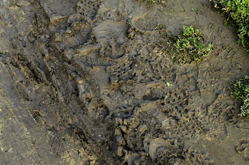The traces of the person and tractor. Left in the dirt