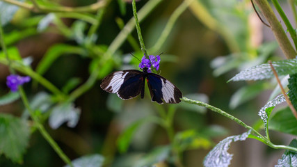 Black and white butterfly holding on to a plant