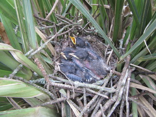 Baby mockingbirds await a feeding in their nest in the tall grass