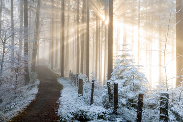 Obraz premium path in foggy forest leading towards the sunlight spiritual healing