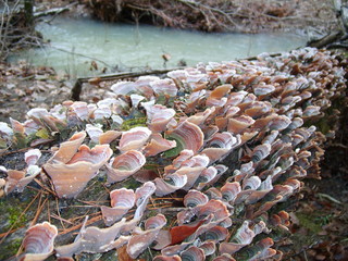 Turkeytail fungi cluster on a rotting log near a creek, mushrooms, lichens, Arkansas