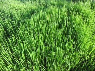 Obraz premium View of bright green, uncut grass in a meadow, summertime