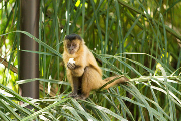 Baby nail monkey cub eating banana
