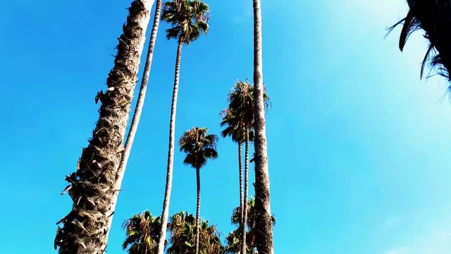 Walking between palm trees. Walking to holiday destination.