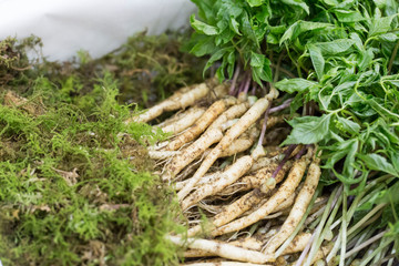 The sprouted seeds of ginseng (Panax ginseng)