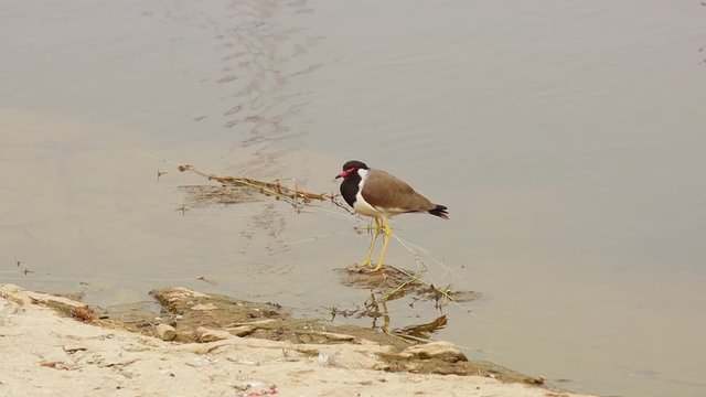 Red-wattled lapwing (Vanellus indicus) is an Asian lapwing or large plover, a wader in the family Charadriidae. Ranthambore National Park Sawai Madhopur Rajasthan India