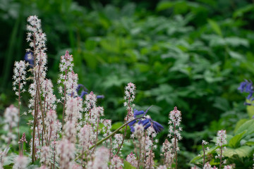 flowers in the garden