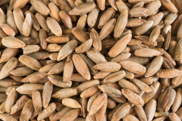 Whole Grain Milling Rye Berries