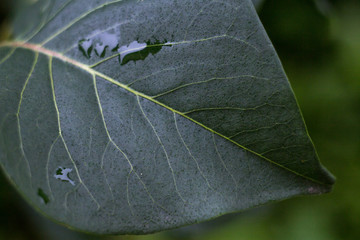 Green leaves with water drops. Fresh and green greenery photo, eco and morning dew nature illustration. bright and bokeh effect macro leaf photo