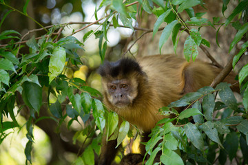 Monkey nail in forest