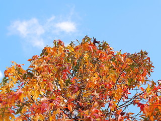 モミジバフウの紅葉