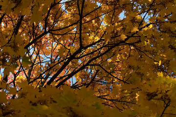 Fototapeta premium Autumn leaves