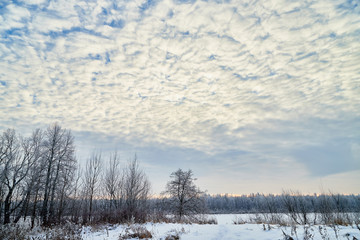 Naced tree on the snow and blue sky with white clouds background