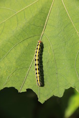 フタトガリコヤガの幼虫