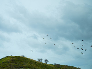 birds flying over the mountain