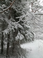 trees in winter