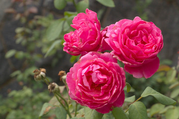 Vivid Deep Rose Pink Flowerheads Close Up