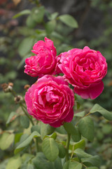Showy, Rose Red Flower Petals Brighten a Summer Garden