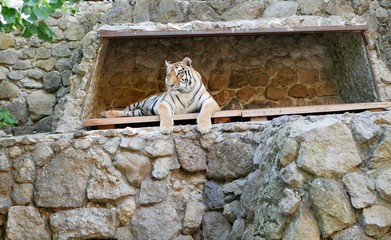 A large adult tiger lies in a niche in the stone wall of the enclosure, its front paws hanging down on a Sunny summer day