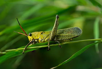saltamontes