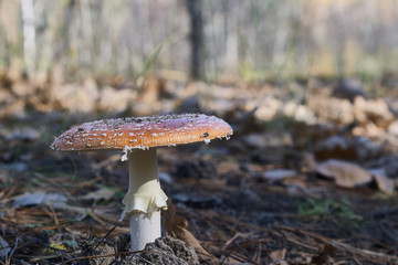 mushroom in the forest