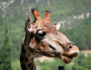 Portrait of a funny giraffe with its head turned to the left on a Sunny summer day against a green...