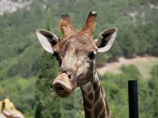 Portrait of a funny giraffe with its head turned on a Sunny summer day against a green forest background.