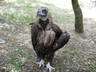 A black vulture with large black eyes and a large hooked beak stands on the ground in the shade on a Sunny summer day.  A scavenger bird with folded wings.