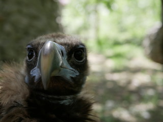A black vulture with large black eyes and a large hooked beak on a Sunny summer day. Portrait of a scavenger bird.