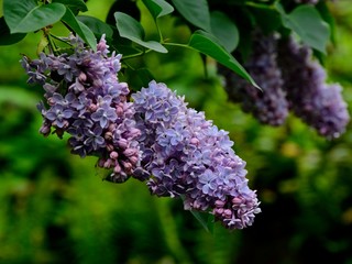 Lilac close-up