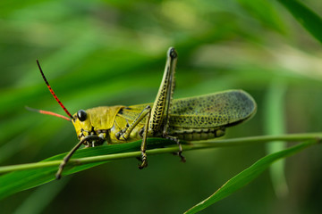 saltamontes