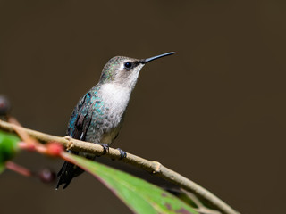 Bee Hummingbird Portrait on Brown Background