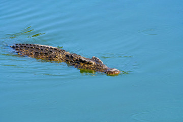 americas, animal, aquatic, captivity, caribbean, carnivore, crocodile, cuba, danger, dangerous, island, nature, photography, predator, reptile, river, skin, teeth, tooth, travel, travelling, tropical,