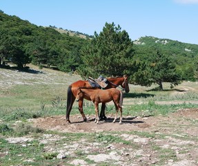 An adult brown horse with a foal on a mountain pasture against a background of green trees on a...