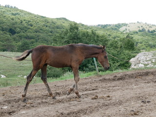 A young Bay colt grazes in a high meadow near an old pine tree on a Sunny summer day.