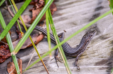 Little lizard on wodden deck