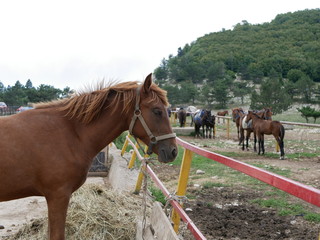 An adult chestnut stallion on a mountain pasture against a background of green trees on a Sunny summer day.