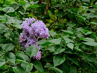 Fototapeta na wymiar Lilac close-up