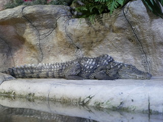 A large Nile crocodile with a closed mouth lies in a huge terrarium against a stone wall of gray-brown color.